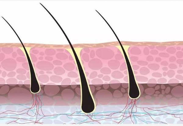 Nat Cell Biol：脱发可能真的有救了！科学家成功使用两种药物激活毛囊干细胞，促使毛发再生