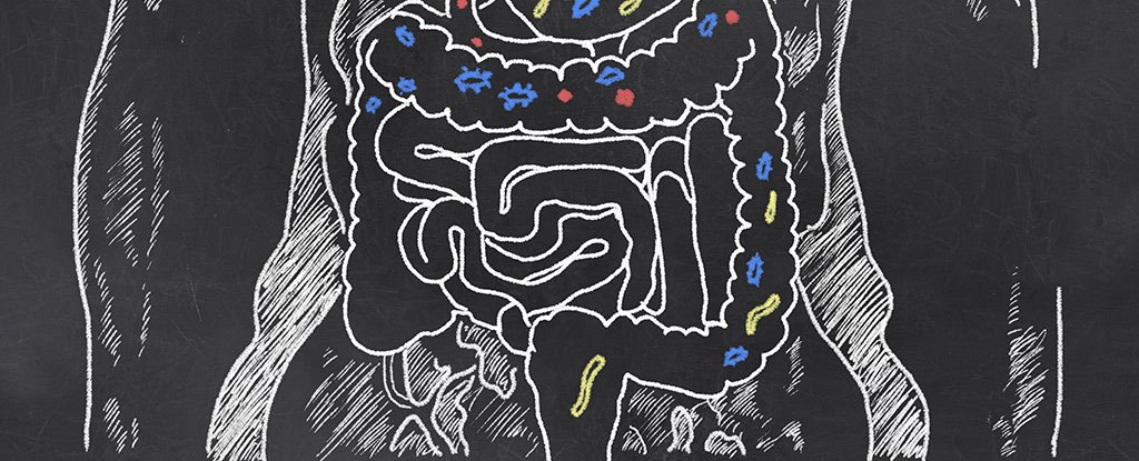 Gut Microbes：科学家揭秘：肠道微生物是如何与大脑交流的