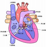 NEJM：全球<font color="red">风湿性</font><font color="red">心脏病</font>流行<font color="red">病</font>学研究