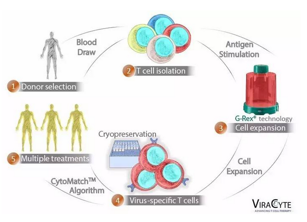JCO：新型病毒特异性 <font color="red">T</font> <font color="red">细胞</font>疗法 2 期临床试验效果良好