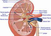 Kidney Int：慢性肾脏疾病的又一重要<font color="red">信号</font><font color="red">通路</font>！
