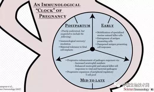 <font color="red">Sci</font> <font color="red">Immunol</font>：Tick Tock...关于怀孕的精准医学