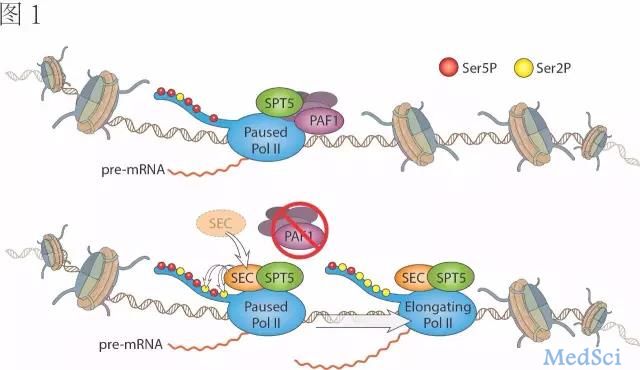 Cell Rep：GW182 旁系同源或是RNA<font color="red">调节</font>转录的关键