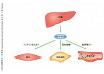 Hepatology：<font color="red">慢性</font>丙型肝炎增加<font color="red">慢性</font><font color="red">肾脏</font>病的风险！