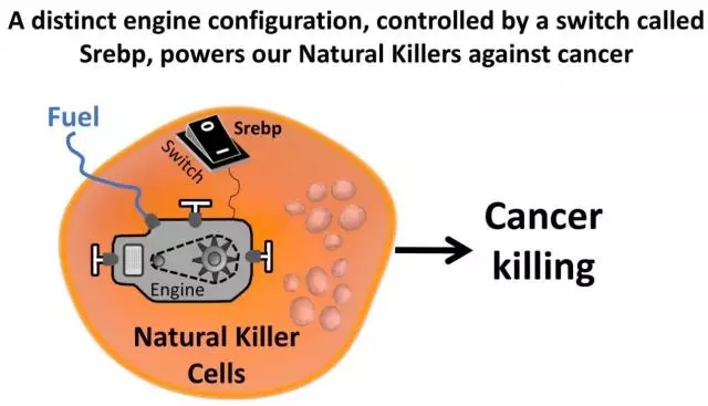 Nature Immunol：还有这种操作？癌细胞“饿坏”免疫细胞逃出生天！