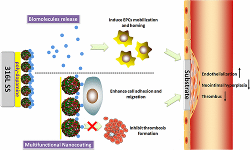 ACS Appl Mater Interfaces：新型纳米涂层可有效加速伤口愈合