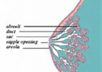 Breast cancer res：饮酒是患<font color="red">乳腺癌</font>的危险因素之一：饮酒量与<font color="red">乳腺癌</font>基因表达量的关系。