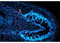 Mol Cell：生物物理所发现内质网调控自噬小体形成分子机制