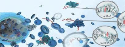Cell：科学家从外泌体中发现糖尿病胰岛素抵抗的机制