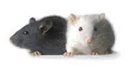 科研界 | 生命医学高速发展下的“小鼠之争”！