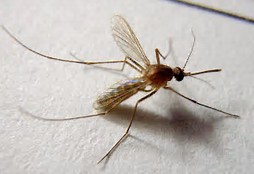 Science：肠道共生菌阻断蚊子传播疟疾新策略