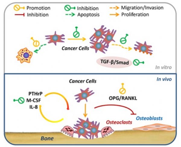 Oncotarget：我国学者研究证实：蛇床子素可抑制乳腺癌骨转移