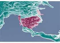 Nat Commun：caspase-1剪切PPARγ<font color="red">以</font>增强TAMs的促肿瘤发生作用