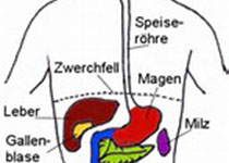Stem <font color="red">cells</font>：人类胎肝祖细胞可修复受体的受损肝脏。