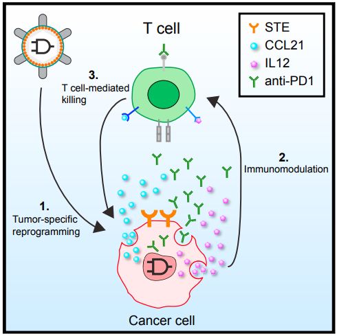Cell：跨界达人卢冠达解决困扰免疫治疗的两大难题