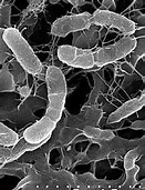 Cell：来自野生小鼠的肠道细菌可改善实验室小鼠的健康