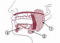 Oral Oncol：增强<font color="red">放疗</font>对鼻咽癌后的脑干坏死发生率影响及剂量参数研究