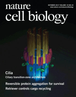 Nat Cell Biol：利用人工<font color="red">合成</font>水凝胶投递细胞以修复肠道损伤