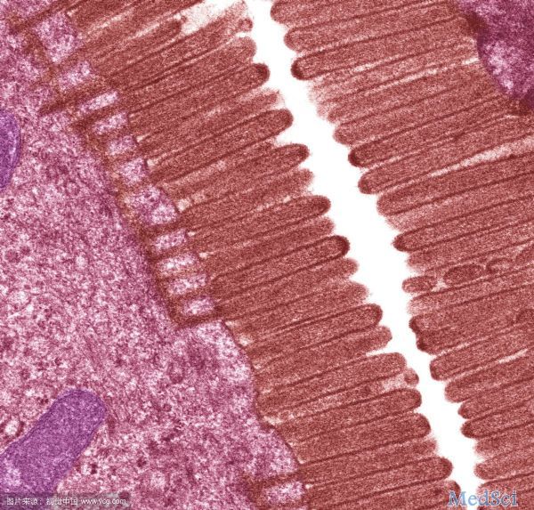 MOL BIOL CELL: 肠道微绒毛驱动细胞内自噬反应