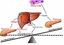 Diabetologia：MicroRNA在大鼠早期產(chǎn)后生活中調(diào)節(jié)胰島中的核心時鐘基因表達