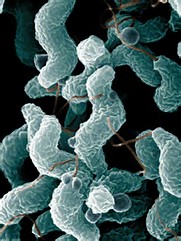 幽门螺杆菌导致的胃外疾病