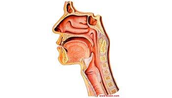 Gastroenterology： 浅表性食管粘膜传入神经可能与非侵蚀性反流性疾病的食道烧灼感有关