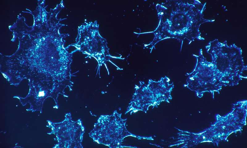 NATURE：科学家揪出癌细胞的隐藏弱点，找到避免癌症复发的方法！
