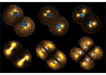 BMC Cell Biol：英科学家找到神奇分子，衰老细胞重获新生，人类寿命可被延长！
