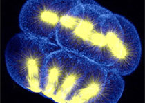 Cell Res：新奇！中科院动物研究所利用人胚胎干细胞产生异种嵌合体