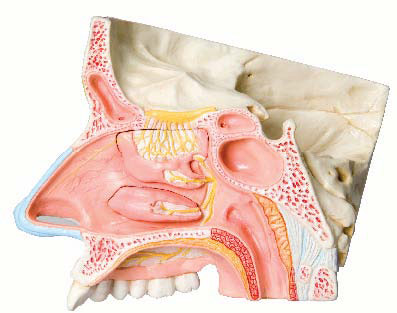 耳鼻咽喉-头颈外科学分会：放眼世界，建立广泛的高级别的国际交流
