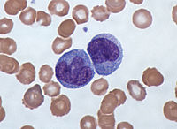 Blood：北京基因组所揭示新靶点NOTCH4在人<font color="red">巨核细胞</font>发育和再生中的重要作用