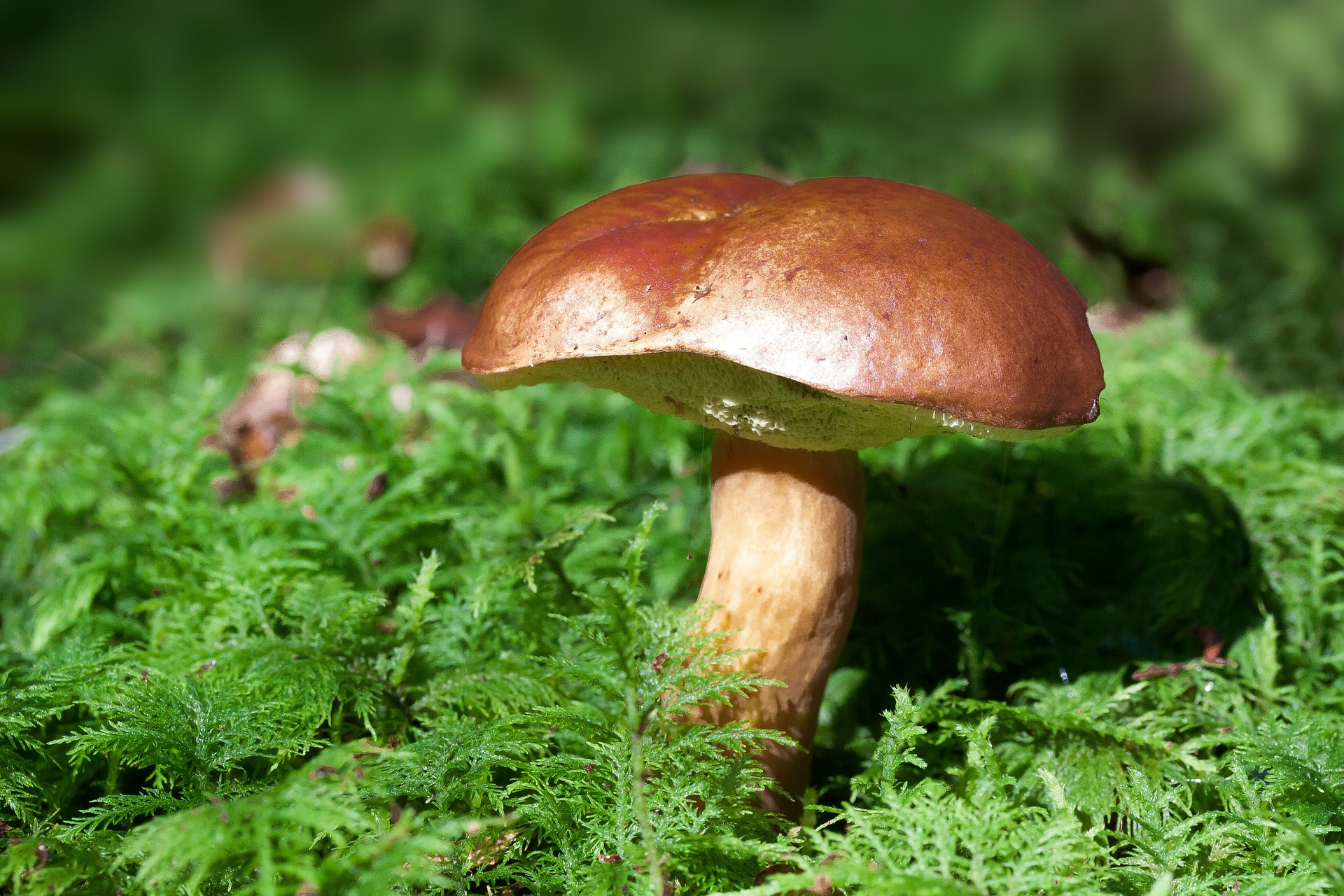 FOOD CHEM：多食蘑菇可以抗衰老