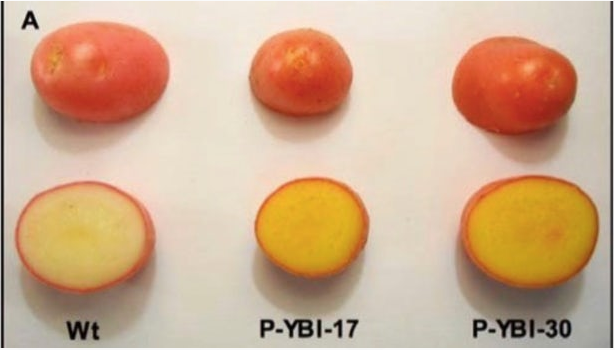 PLOS ONE：科学家培育出“黄金<font color="red">马铃薯</font>” 可帮助预防维生素 A 缺乏症