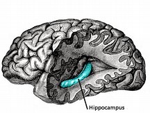 Neuroimage：大脑10年萎缩5%！运动或能阻止这一进程！