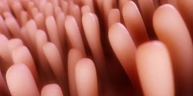 Nature：叹为观止！科学家对数万个小肠细胞进行了单细胞测序，绘制出了首个小肠立体百科全书
