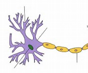 Nat Commun：科学家发现干细胞身份的新型调节子