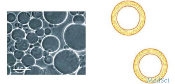 J Extracell Vesicles：中性鞘磷脂酶控制细胞小泡从质膜出芽