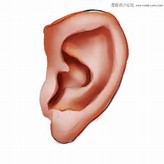 J Otolaryngol Head Neck Surg：新研究揭示短期低分贝噪音亦可造成听力损伤！