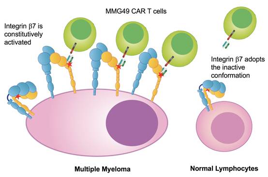 Nature重磅：CAR-T治疗多发性骨髓瘤又添特异性新靶点，临床前研究结果安全有效