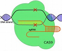 Cell：CRISPR-<font color="red">Cas</font>9新玩法！不切DNA就能治疗疾病