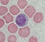 Sci Immunol：激发T滤泡辅助<font color="red">细胞</font>的机制