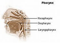 Laryngoscope：鼻内接种磷酰胆碱能够抑制过敏性鼻炎