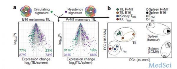 Nature：科学家发现调控CD8+T细胞在肿瘤组织中定居的重要<font color="red">转录</font>因子