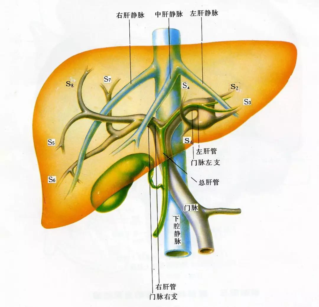 紧邻肝脏的肝外动脉间吻合-外科学-医学