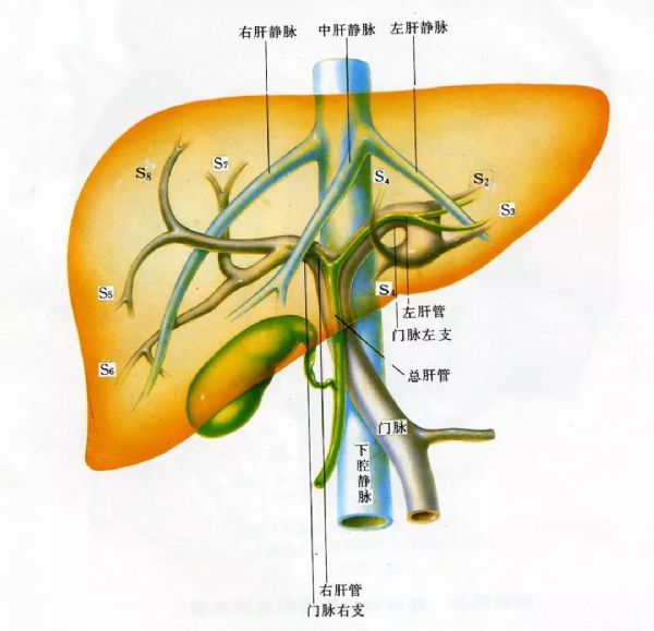 肝脏血管解剖图详细图图片