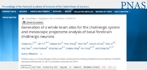PNAS：<font color="red">乙酰胆碱</font>能神经元全脑图谱研究新进展