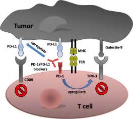 Oncotarget：PD-1 / PD-L1免疫检查点的小分子抑制剂能够减轻PD-L1诱导的T细胞耗竭