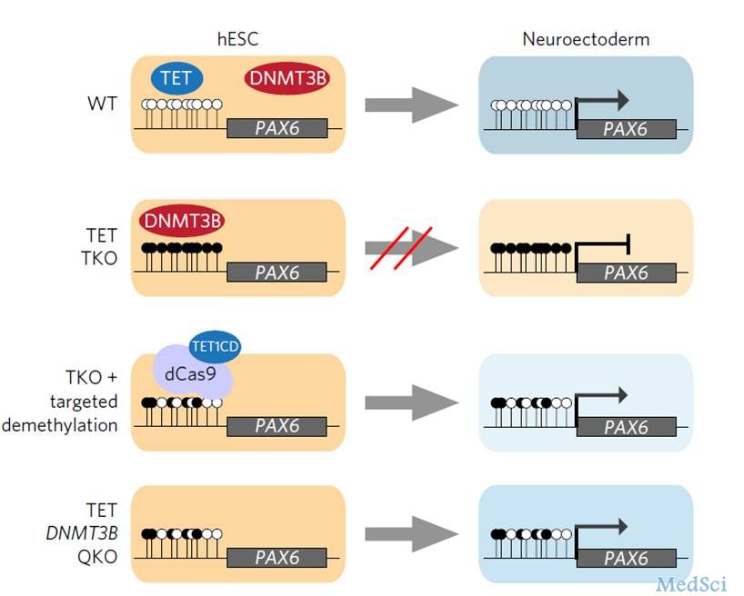 Nat Genet：TET蛋白保证各谱系特异性转录的快速启动