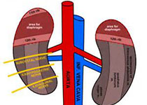 Hypertension：<font color="red">当下</font>慢性肾脏病患儿的血压控制的是否达标？
