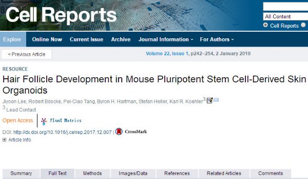 Cell Rep：美科學(xué)家培育出帶毛囊的皮膚組織，為產(chǎn)生人皮膚類細胞打基礎(chǔ)